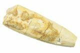Bargain, Fossil Sauropod Dinosaur (Titanosaur?) Tooth - Morocco #238740-1